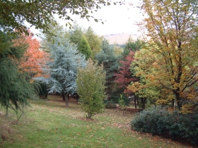 Autumn trees